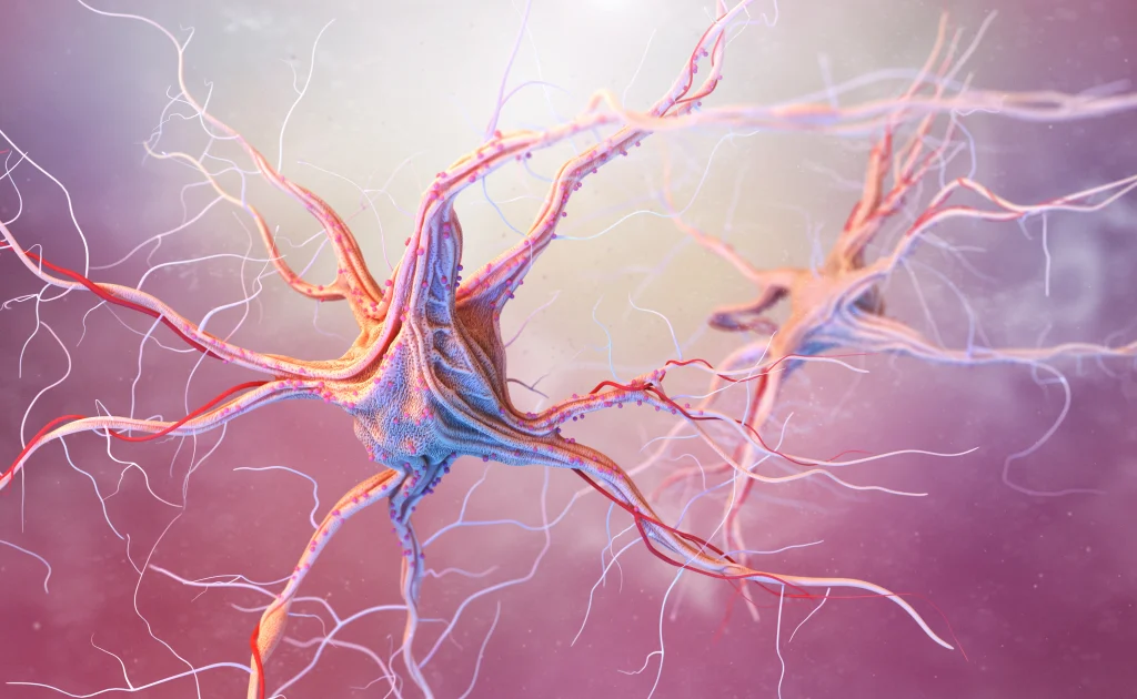 Optical nerve retina เส้นประสาทตา ต้อหิน จอตา เส้นประสาทตาอักเสบ เส้นประสาทตาอักเสบ จอตา สมองส่วนหลัง ต้อหิน